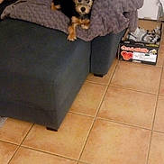 One a rejoint le concours — aidez-le/la à gagner de superbes lots ! carnivoran, chair, couch, dog, dog_breed, dog_breed_group, dog_like_mammal, floor, flooring, furniture, hardwood, laminate_flooring, mammal, tile, wood, wood_flooring