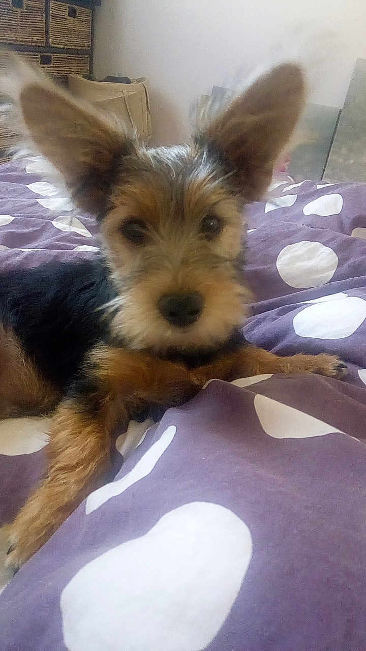 One participe au concours pour gagner de l'argent avec cette photo : australian_silky_terrier, australian_terrier, carnivoran, companion_dog, dog, dog_breed, dog_breed_group, dog_like_mammal, morkie, norwich_terrier, puppy, small_terrier, snout, terrier, vertebrate, vulnerable_native_breeds, yorkshire_terrier