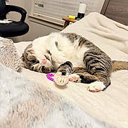 Mamas is registered to the contest to win money with this photo: cat, tabby, pet, indoor, blanket, cozy, relaxing, paw, fur, cute, bedroom, window, chair, domestic_animal, feline, pink_nose, striped, soft, sleepy, whiskers
