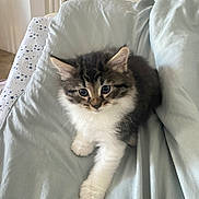 Fluffy joined the competition — help win amazing prizes! adorable, animal, blanket, cat, closeup, cozy, curious, cute, domestic, feline, fur, indoor, kitten, paw, pet, resting, small, soft, whiskers, young