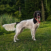 Victor participe au concours pour gagner de l'argent avec cette photo : animal, canine, collar, daylight, dog, forest, friendly, grass, greenery, mammal, nature, outdoor, park, pet, playful, sky, standing, summer, tongue_out, trees