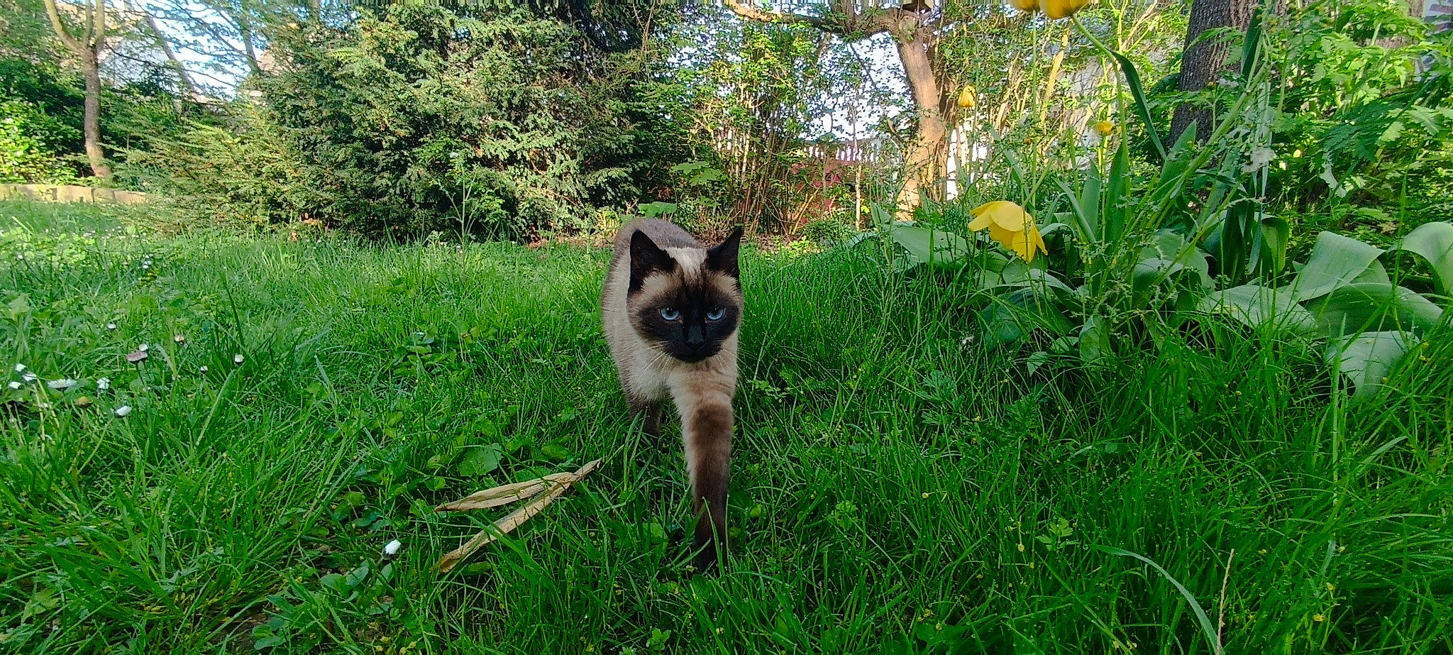 Rubby participe au concours pour gagner de l'argent avec cette photo : canidae, carnivore, cat, dog_breed, fawn, felidae, flower, grass, grassland, groundcover, plant, shrub, siamese, small_to_medium_sized_cats, snout, tail, terrestrial_animal, terrestrial_plant, tree, whiskers
