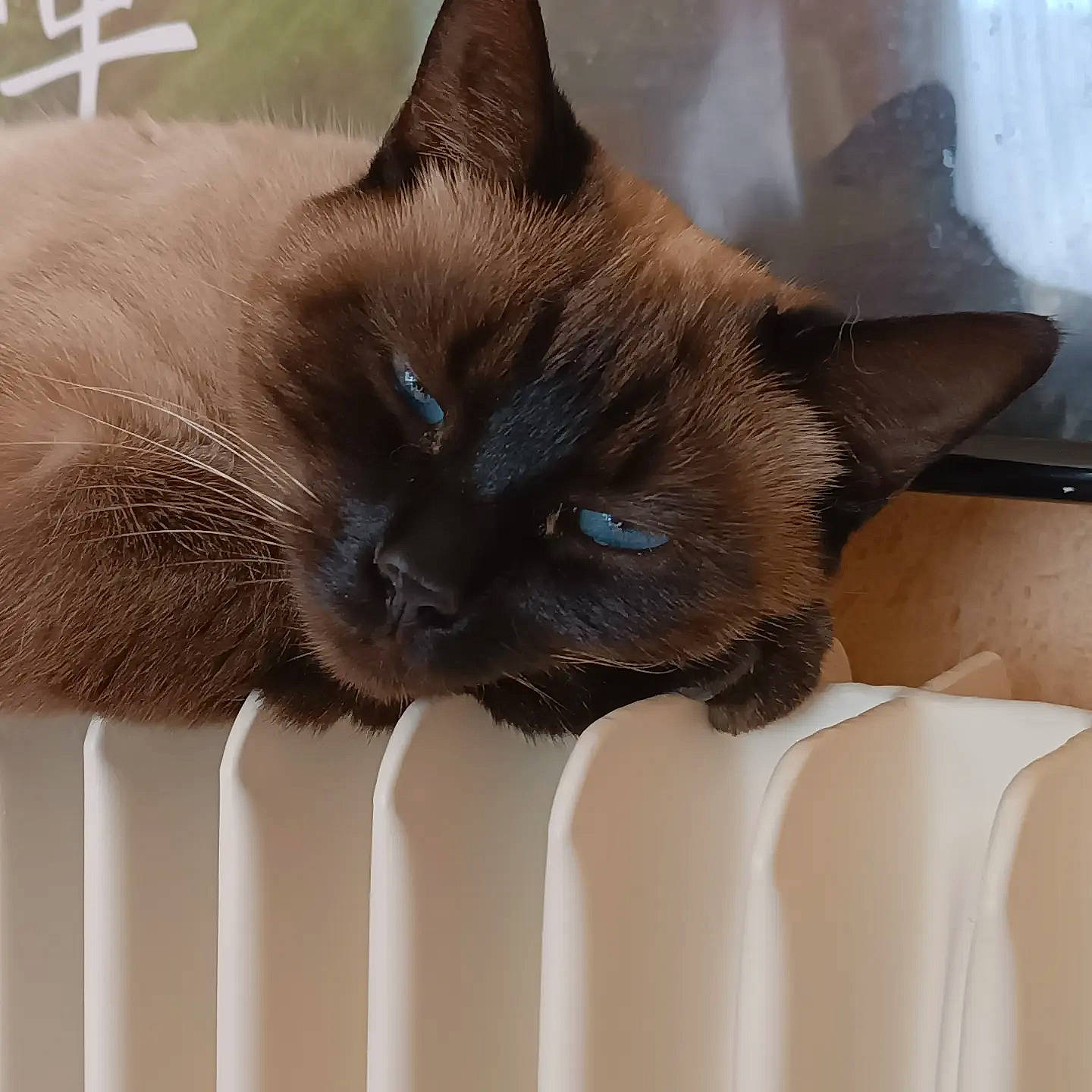 Rubby a rejoint le concours — aidez-le/la à gagner de superbes lots ! balinese, birman, carnivore, cat, cat_supply, claw, comfort, domestic_short_haired_cat, fawn, felidae, fur, iris, pet_supply, siamese, small_to_medium_sized_cats, snout, tail, terrestrial_animal, thai, whiskers