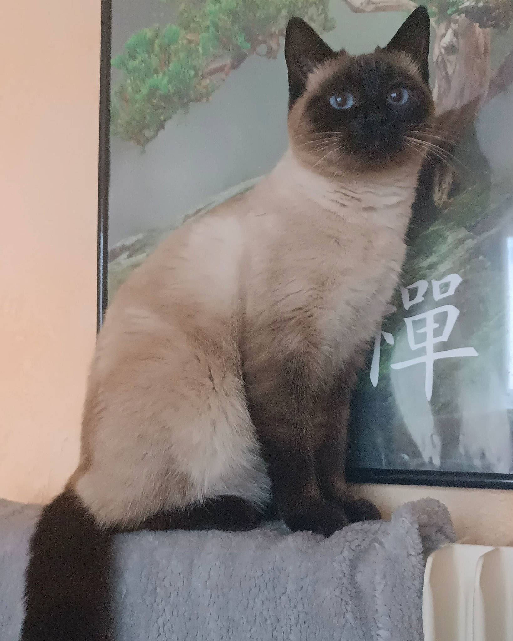 Rubby a rejoint le concours — aidez-le/la à gagner de superbes lots ! carnivore, cat, comfort, display_device, fawn, felidae, fur, iris, paw, picture_frame, rectangle, siamese, small_to_medium_sized_cats, snout, tail, terrestrial_animal, thai, whiskers