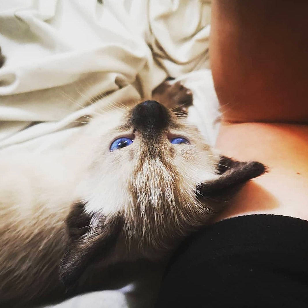 Rubby participe au concours pour gagner de l'argent avec cette photo : beard, canidae, carnivore, cat, close_up, comfort, companion_dog, dog_breed, fawn, felidae, fur, hand, human_leg, leg, paw, small_to_medium_sized_cats, snout, sporting_group, tail, whiskers