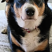 Jessie is registered to the contest to win money with this photo: dog, pet, animal, bed, indoor, lying_down, black_fur, tan_fur, white_fur, collar, close_up, looking_at_camera, ears, face, paw, domestic_animal, canine, fur, bedspread, resting