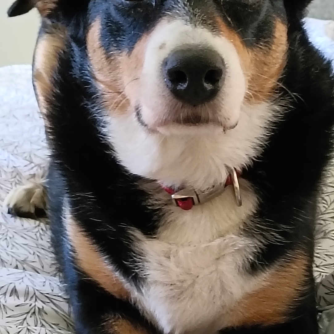 Jessie