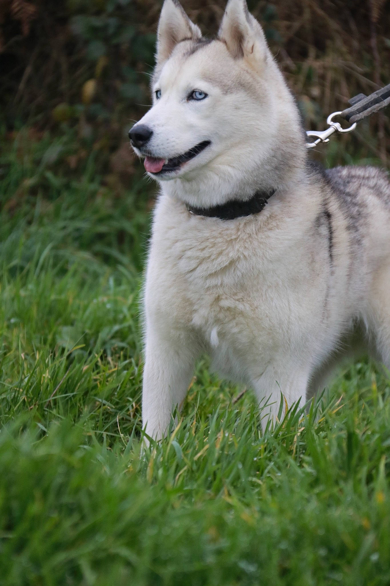 Maïley a rejoint le concours — aidez-le/la à gagner de superbes lots ! alaskan_malamute, berger_blanc_suisse, canadian_eskimo_dog, canidae, canis_lupus_tundrarum, carnivore, dog, dog_breed, east_siberian_laika, greenland_dog, mammal, native_american_indian_dog, northern_inuit_dog, saarloos_wolfdog, sakhalin_husky, siberian_husky, sled_dog, tamaskan_dog, vertebrate, west_siberian_laika