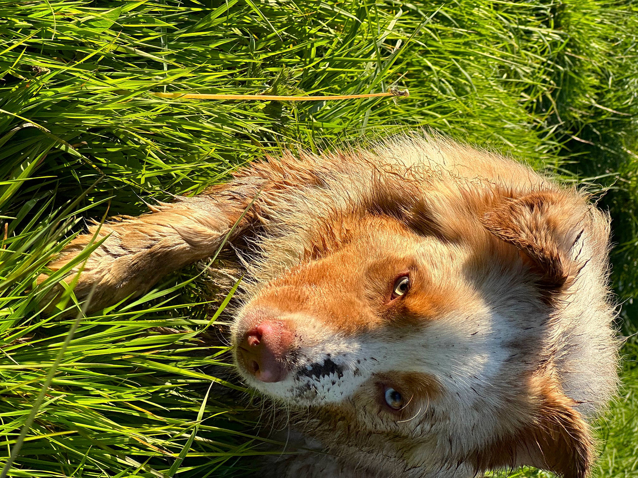 Taïko participe au concours pour gagner de l'argent avec cette photo : canidae, carnivore, companion_dog, dog_breed, fawn, felidae, fur, grass, grass_family, grassland, groundcover, liver, plant, puppy, snout, sporting_group, terrestrial_animal, whiskers, wildlife