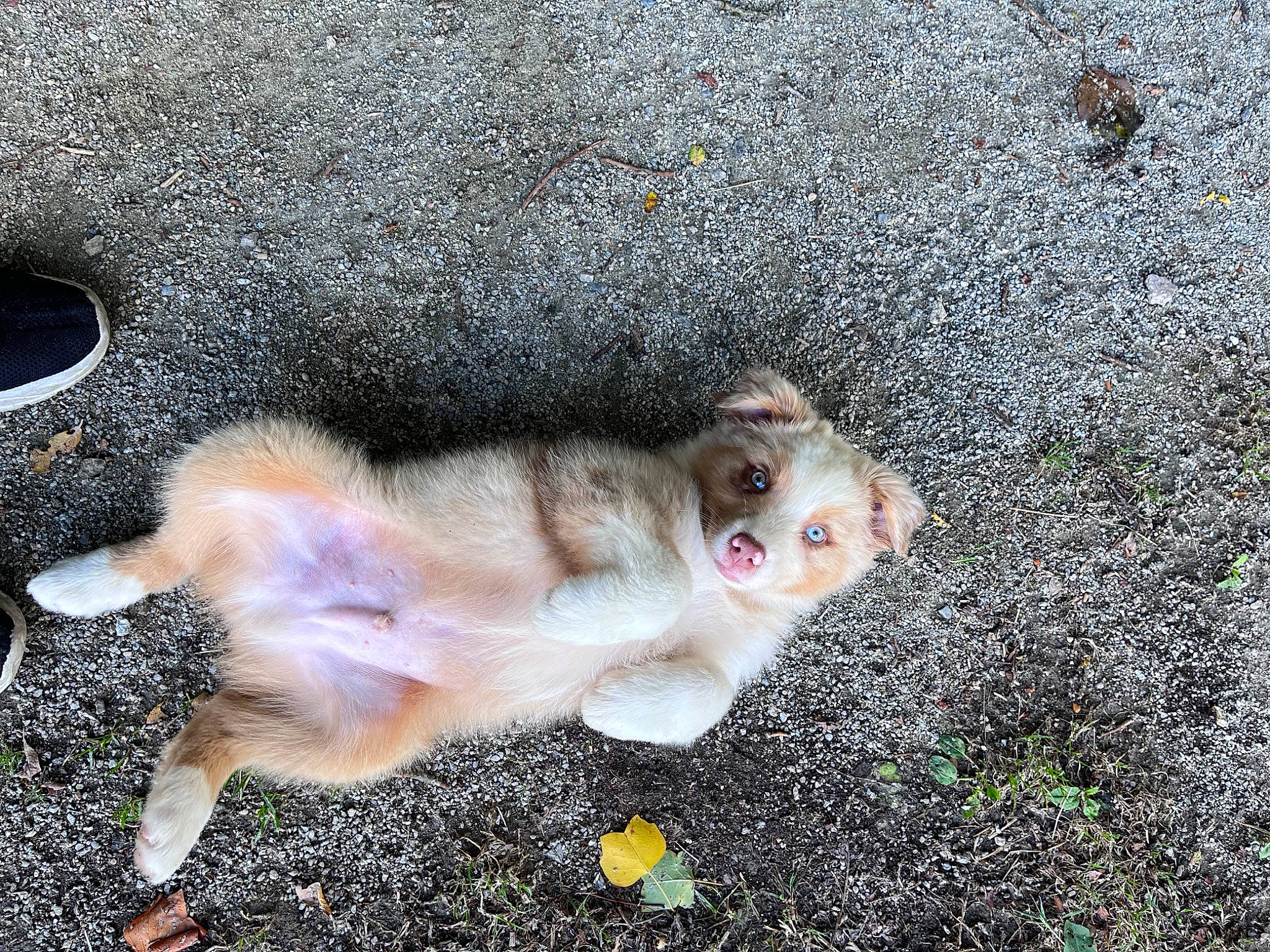 Taïko participe au concours pour gagner de l'argent avec cette photo : asphalt, canidae, carnivore, companion_dog, dog_breed, domestic_short_haired_cat, fawn, felidae, ferret, fur, grass, paw, road_surface, small_to_medium_sized_cats, snout, sporting_group, tail, terrestrial_animal, whiskers, wildlife