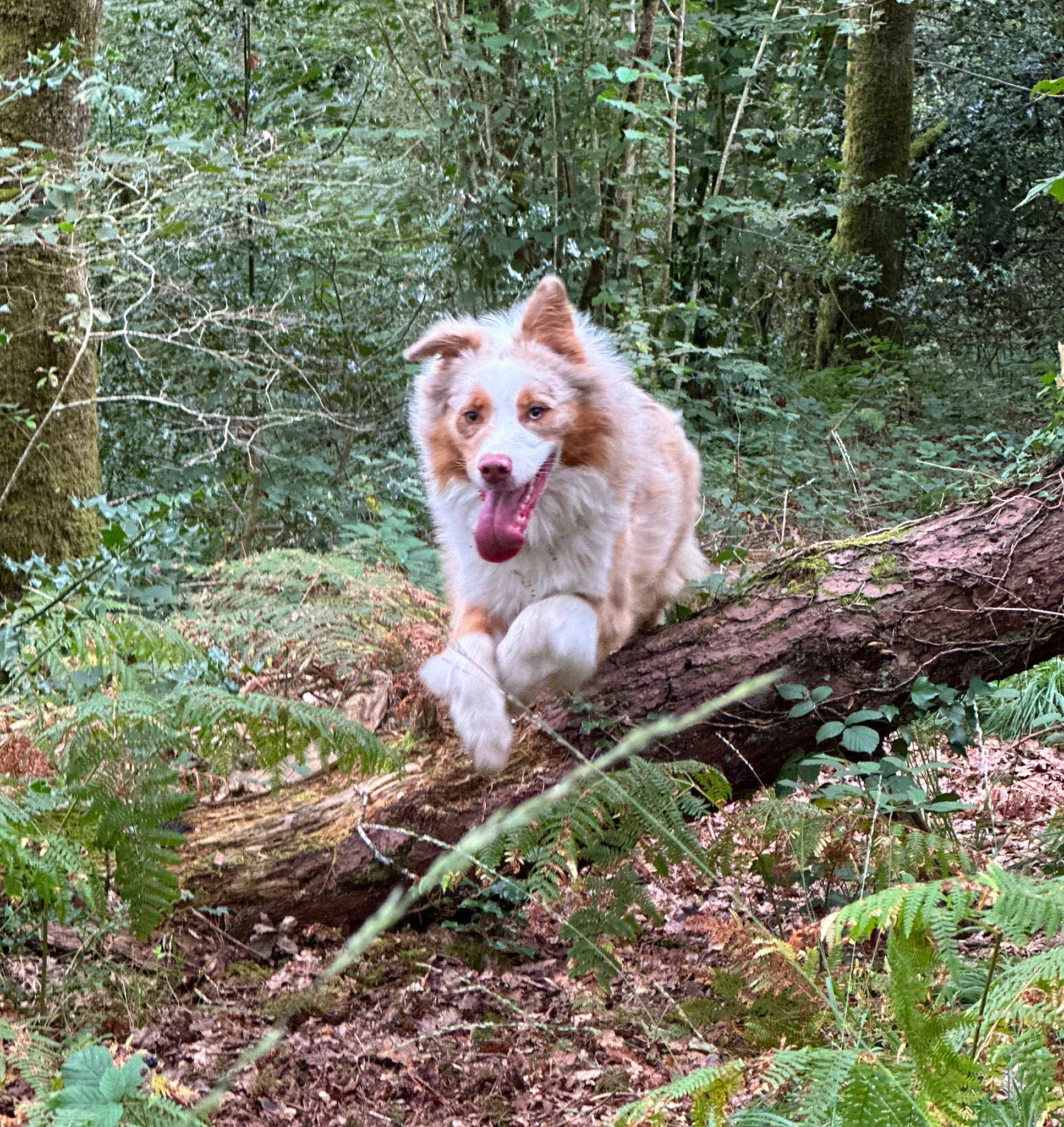 Taïko a rejoint le concours — aidez-le/la à gagner de superbes lots ! canidae, carnivore, companion_dog, dog, dog_breed, forest, grass, jungle, natural_landscape, northern_hardwood_forest, old_growth_forest, plant, sporting_group, temperate_broadleaf_and_mixed_forest, terrestrial_animal, terrestrial_plant, tree, trunk, valdivian_temperate_rain_forest, woodland