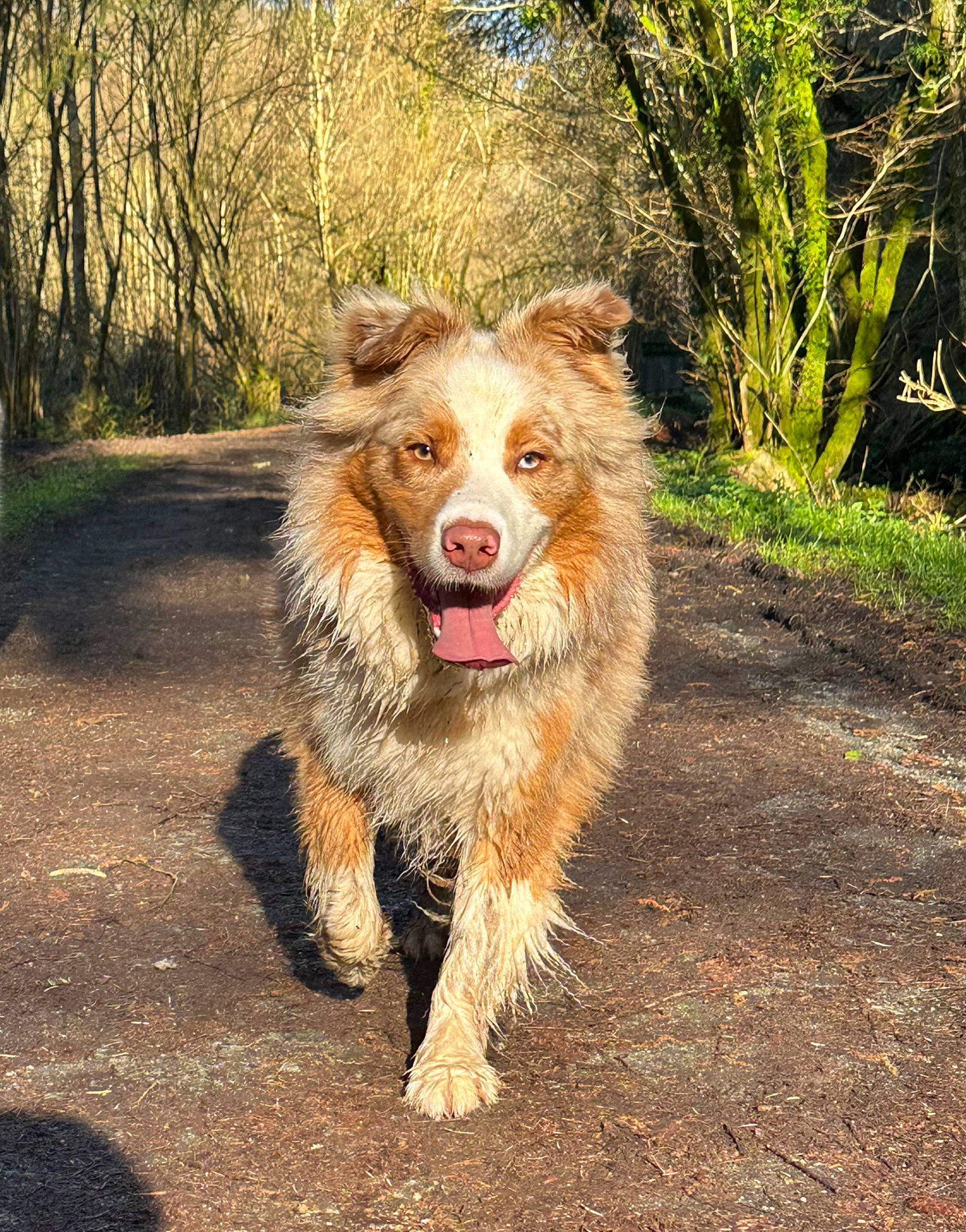 Taïko participe au concours pour gagner de l'argent avec cette photo : border_collie, carnivore, companion_dog, dog, dog_breed, fur, grass, plant, smile, snout, sporting_group, terrestrial_animal, tree, wildlife, working_dog
