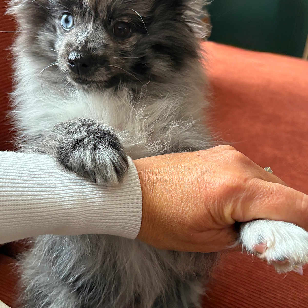 Aslan participe au concours pour gagner de l'argent avec cette photo : blue_eye, brown_eye, close_up, companion, couch, cozy, dog, fluffy, friendly, fur, hand, heterochromia, indoor, natural_light, paw, person, pet, puppy, sitting, warmth