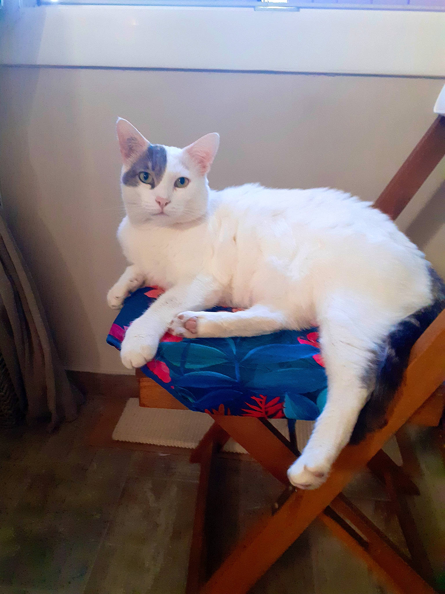 Oslo participe au concours pour gagner de l'argent avec cette photo : carnivore, cat, chair, comfort, domestic_short_haired_cat, eye, fawn, felidae, flooring, fur, hardwood, head, paw, room, sitting, small_to_medium_sized_cats, snout, tail, whiskers, wood