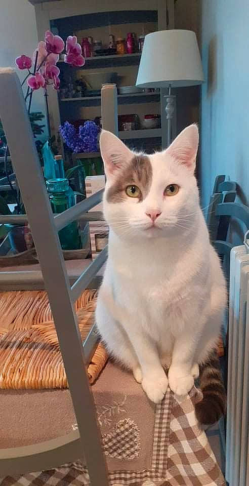 Oslo a rejoint le concours — aidez-le/la à gagner de superbes lots ! carnivore, cat, collar, domestic_short_haired_cat, felidae, flower, fur, hardwood, plant, small_to_medium_sized_cats, snout, tail, whiskers, wood