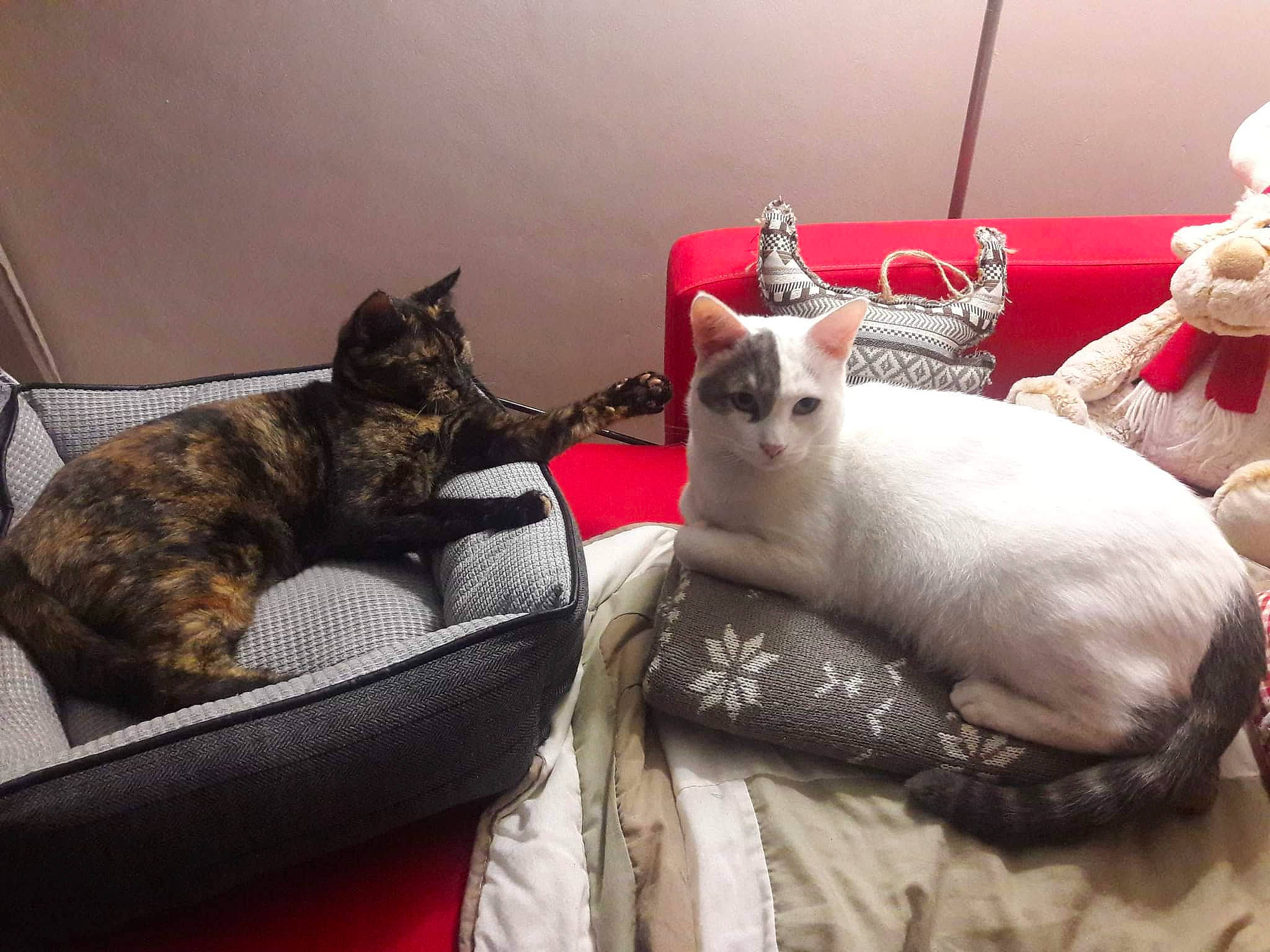 Oslo a rejoint le concours — aidez-le/la à gagner de superbes lots ! canidae, carnivore, cat, comfort, domestic_short_haired_cat, felidae, fur, linens, mammal, paw, room, small_to_medium_sized_cats, tail, vertebrate, whiskers