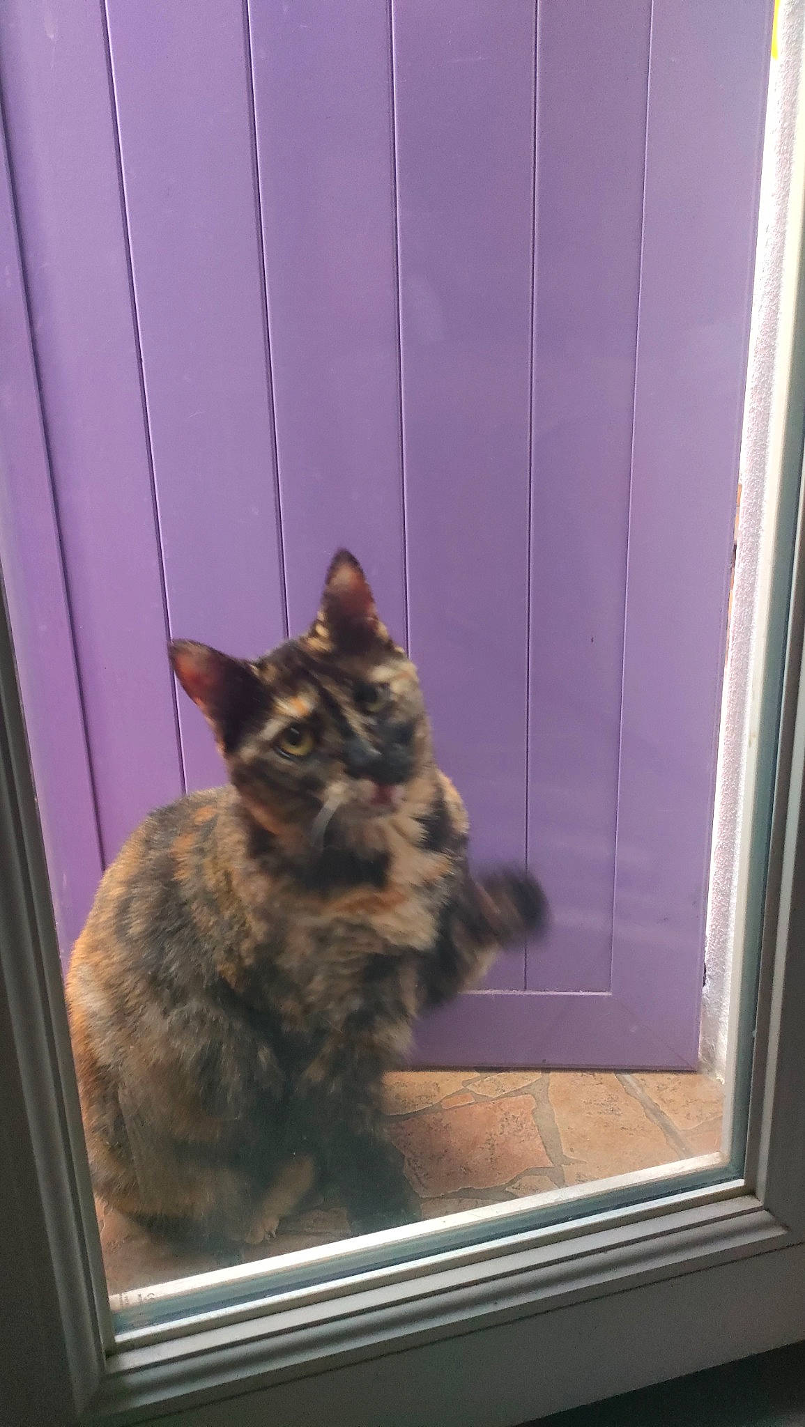 Cheyenne participe au concours pour gagner de l'argent avec cette photo : carnivore, cat, domestic_short_haired_cat, door, felidae, fixture, fur, room, small_to_medium_sized_cats, tail, terrestrial_animal, whiskers, window