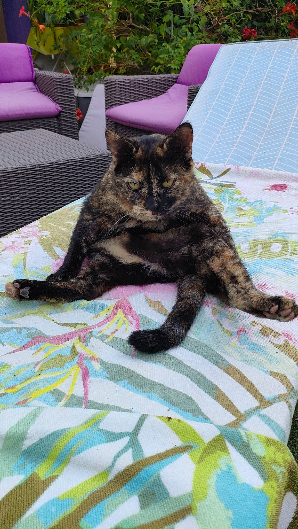 Cheyenne a rejoint le concours — aidez-le/la à gagner de superbes lots ! black_cat, bombay, carnivore, cat, claw, comfort, domestic_short_haired_cat, fawn, felidae, fur, grass, human_leg, linens, magenta, outdoor_furniture, plant, small_to_medium_sized_cats, tail, terrestrial_animal, whiskers