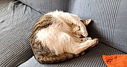 Gribouille a rejoint le concours — aidez-le/la à gagner de superbes lots ! cat, sleeping, couch, gray, orange_pillow, pet, cozy, fur, indoor, relaxing, curled_up, paw, resting, home, comfort, feline, texture, soft, animal, quiet