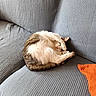 animal, cat, comfort, couch, cozy, curled_up, feline, fur, gray, home, indoor, orange_pillow, paw, pet, quiet, relaxing, resting, sleeping, soft, texture
