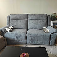 Gribouille a rejoint le concours — aidez-le/la à gagner de superbes lots ! cat, couch, pillow, living_room, armchair, bookshelf, aquarium, floor_tile, table, candle, relaxed, pet, indoor, furniture, resting, gray, white, striped, domestic_animal, cozy