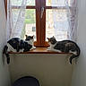 Gribouille participe au concours pour gagner de l'argent avec cette photo : cat, cats, window, windowsill, curtains, lace_curtains, indoor, pets, feline, looking_out, wooden, resting, animal, domestic, natural_light, quiet, cozy, two_cats, tail, fur
