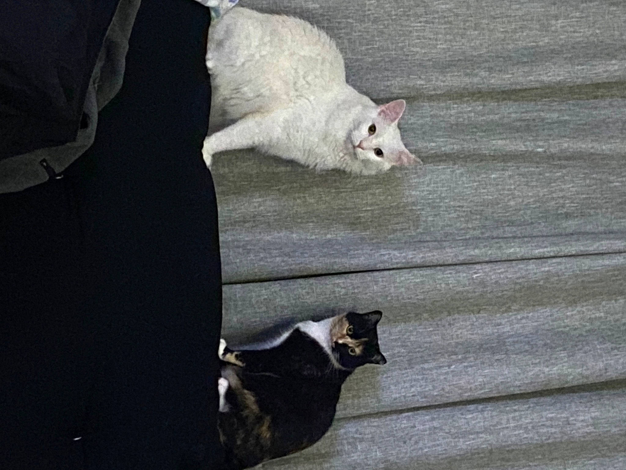 Biscuit joined the competition — help win amazing prizes! canidae, carnivore, cat, claw, domestic_short_haired_cat, felidae, fur, gesture, grey, pattern, paw, sleeve, small_to_medium_sized_cats, snout, t_shirt, tail, top, whiskers