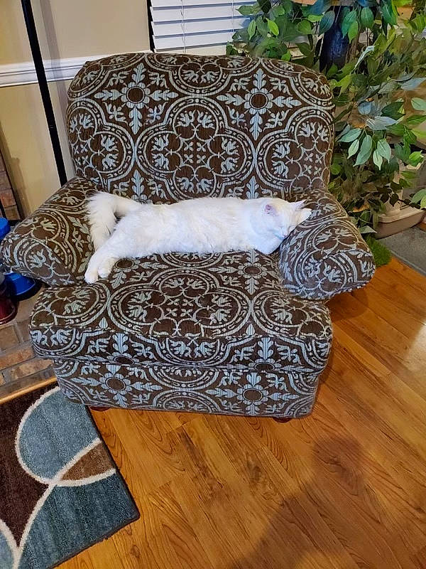 Biscuit joined the competition — help win amazing prizes! armrest, brown, comfort, couch, floor, flooring, grass, hardwood, houseplant, laminate_flooring, living_room, outdoor_furniture, pattern, plant, rectangle, room, studio_couch, wicker, wood, wood_flooring