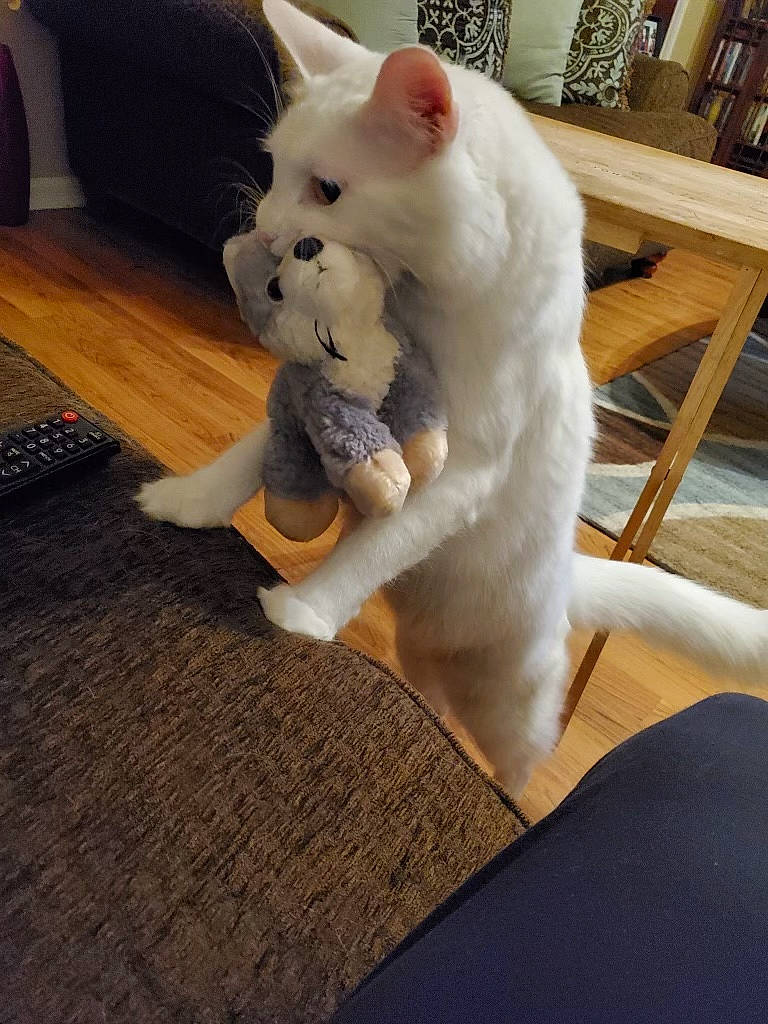 Biscuit joined the competition — help win amazing prizes! carnivore, cat, comfort, companion_dog, computer_keyboard, couch, domestic_short_haired_cat, eye, fawn, felidae, flooring, fur, hardwood, head, paw, small_to_medium_sized_cats, snout, tail, whiskers, wood