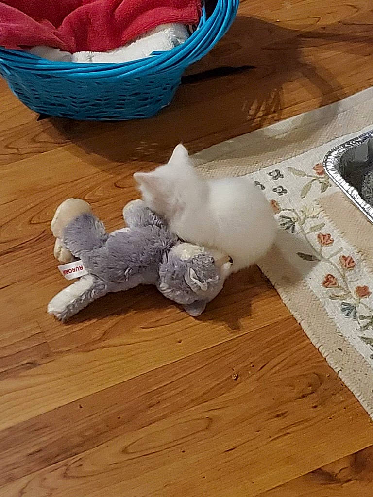 Biscuit is registered to the contest to win money with this photo: circle, comfort, floor, flooring, fur, hardwood, knitting, laminate_flooring, linens, pattern, plywood, room, tail, thread, varnish, wood, wood_flooring, wood_stain, wool, woolen