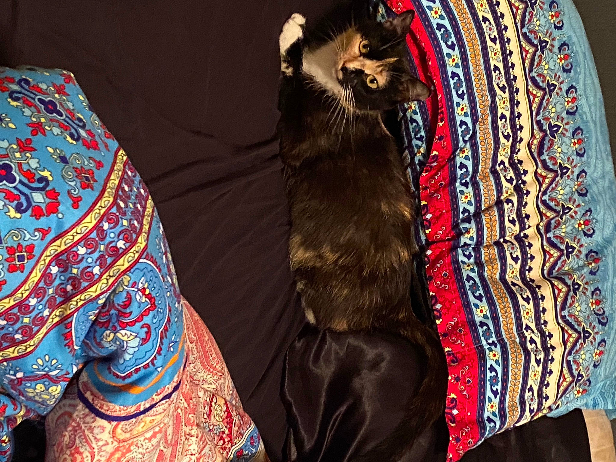 Lila joined the competition — help win amazing prizes! carnivore, companion_dog, denim, fashion_accessory, fashion_design, felidae, formal_wear, fur, human_leg, leather_jacket, linens, magenta, outerwear, pattern, sleeve, small_to_medium_sized_cats, tail, textile, thigh, whiskers