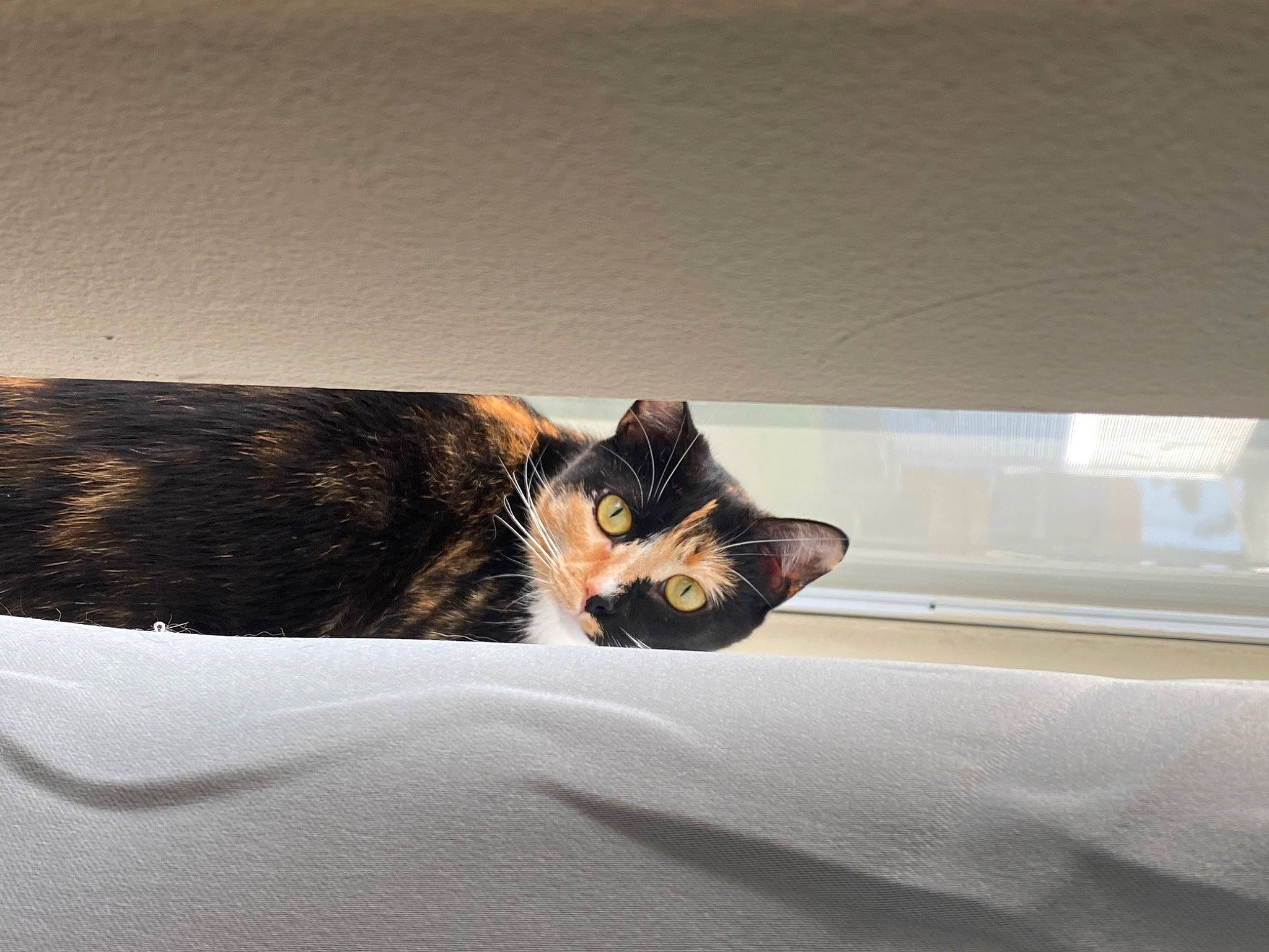 Lila is registered to the contest to win money with this photo: bedding, carnivore, cat, comfort, domestic_short_haired_cat, felidae, flooring, fur, linens, paw, rectangle, room, small_to_medium_sized_cats, tail, terrestrial_animal, tints_and_shades, whiskers, wood