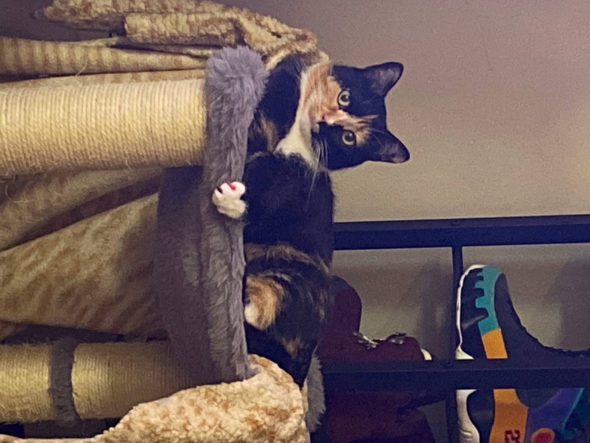 Lila is registered to the contest to win money with this photo: carnivore, cat, chair, cloud, comfort, couch, electric_blue, felidae, fur, human_leg, lap, leg, sitting, sky, small_to_medium_sized_cats, tail, thigh, tints_and_shades, whiskers, wood