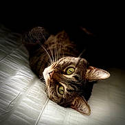 Willow Anne is registered to the contest to win money with this photo: cat, tabby, green_eyes, whiskers, ear, fur, pet, animal, closeup, portrait, lying_down, bed, soft_light, texture, domestic_cat, curious, indoor, feline, relaxed, cute