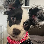 Snoopy is registered to the contest to win money with this photo: puppy, dog, close_up, black_and_white, fluffy_ears, pink_collar, indoor, curious, head_tilt, pet, cute, young_dog, sweater, domestic_animal, animal_portrait, small_dog, furry, companion, adorable, friendly