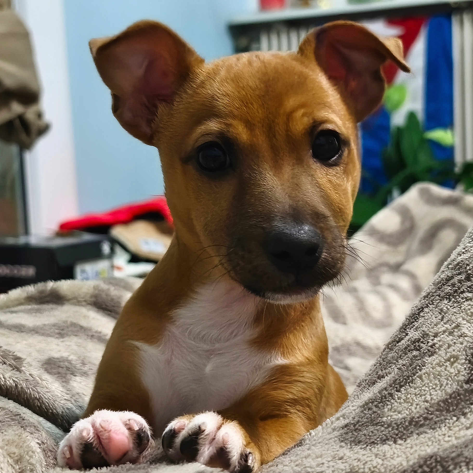 Atome participe au concours pour gagner de l'argent avec cette photo : adorable, animal, blanket, brown_fur, closeup, cozy, cute, dog, domestic, ears, face, fur, indoor, looking, paws, pet, puppy, resting, white_chest, young