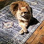Cashew joined the competition — help win amazing prizes! cat, orange_cat, fluffy, crossed_paws, rug, patterned_rug, wooden_floor, sunlight, indoor, pet, animal, relaxed, feline, cozy, home, quiet, resting, cute, domestic, fur