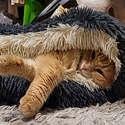 Cashew is registered to the contest to win money with this photo: cat, orange_cat, fluffy_blanket, cozy, indoor, stretching, paw, fur, pet, relaxed, soft_texture, carpet, cocoon, home, comfort, resting, sleepy, cute, feline, warm