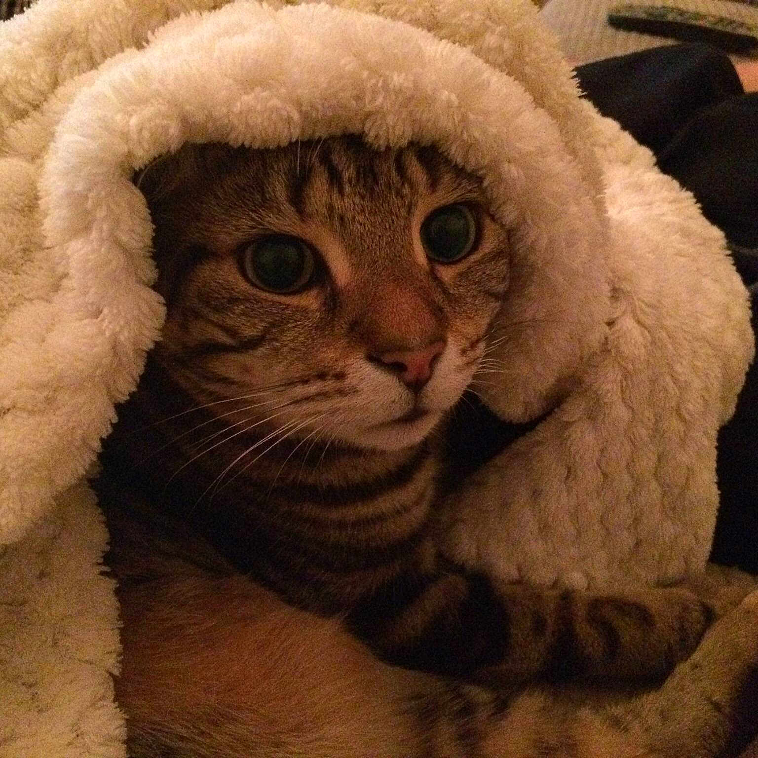 Oscar is registered to the contest to win money with this photo: