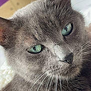 Nalah participe au concours pour gagner de l'argent avec cette photo : cat, gray_cat, close_up, portrait, green_eyes, whiskers, fur, animal, pet, indoors, cozy, head, face, ears, nose, soft_lighting, detailed_fur, looking_at_camera, vertical_photo, domestic_cat