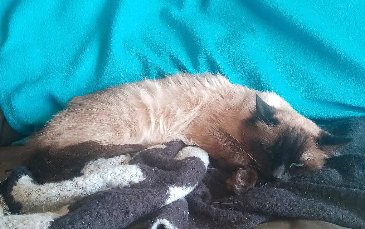Daisy participe au concours pour gagner de l'argent avec cette photo : balinese, carnivore, cat, cat_supply, claw, comfort, domestic_short_haired_cat, fawn, felidae, fur, nap, paw, siamese, sleep, small_to_medium_sized_cats, tail, terrestrial_animal, thai, whiskers