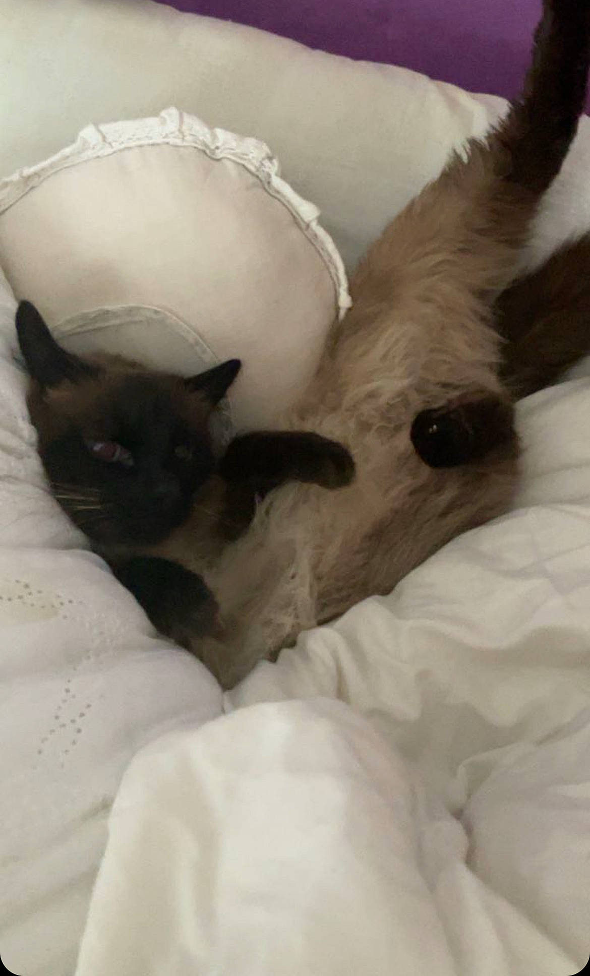 Daisy a rejoint le concours — aidez-le/la à gagner de superbes lots ! canidae, carnivore, cat, cat_bed, comfort, dog_breed, domestic_short_haired_cat, ear, fawn, felidae, fur, grey, linens, paw, small_to_medium_sized_cats, snout, tail, terrestrial_animal, whiskers, working_animal