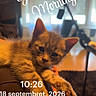 cat, kitten, ginger_cat, orange_fur, fluffy, pet, animal, cute, sleepy, lounging, sitting, paws, whiskers, ears, close_up, indoor, chair, window, morning, text_overlay