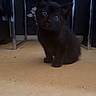 kitten, cat, black_cat, animal, pet, sitting, indoor, floor, metal_table, furniture, dark_fur, blue_eyes, wide_eyes, head_tilt, cute, curious, portrait, low_light, home, photography
