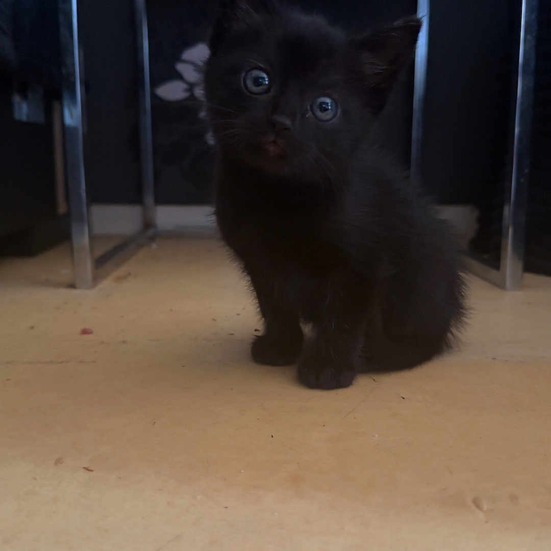 Kira