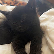 Kira participe au concours pour gagner de l'argent avec cette photo : black_cat, kitten, sleeping, sleepy, pet, feline, fur, whiskers, ears, paws, animal, cute, cozy, blanket, bed, indoors, portrait, close_up, heart_decoration, relaxed