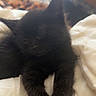 black_cat, kitten, sleeping, sleepy, pet, feline, fur, whiskers, ears, paws, animal, cute, cozy, blanket, bed, indoors, portrait, close_up, heart_decoration, relaxed