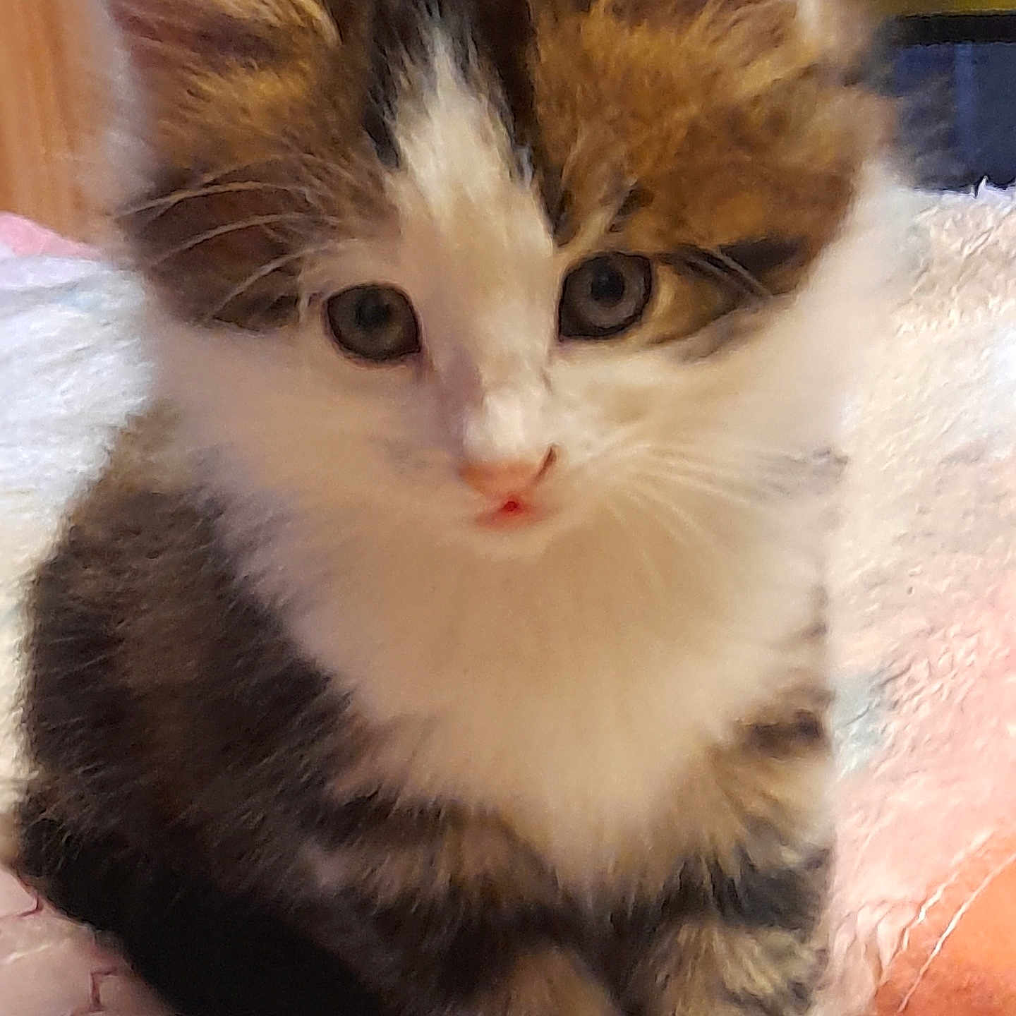 Wendy a rejoint le concours — aidez-le/la à gagner de superbes lots ! abyssinian, angora, animal, cat, kitten, manx, pet, siamese