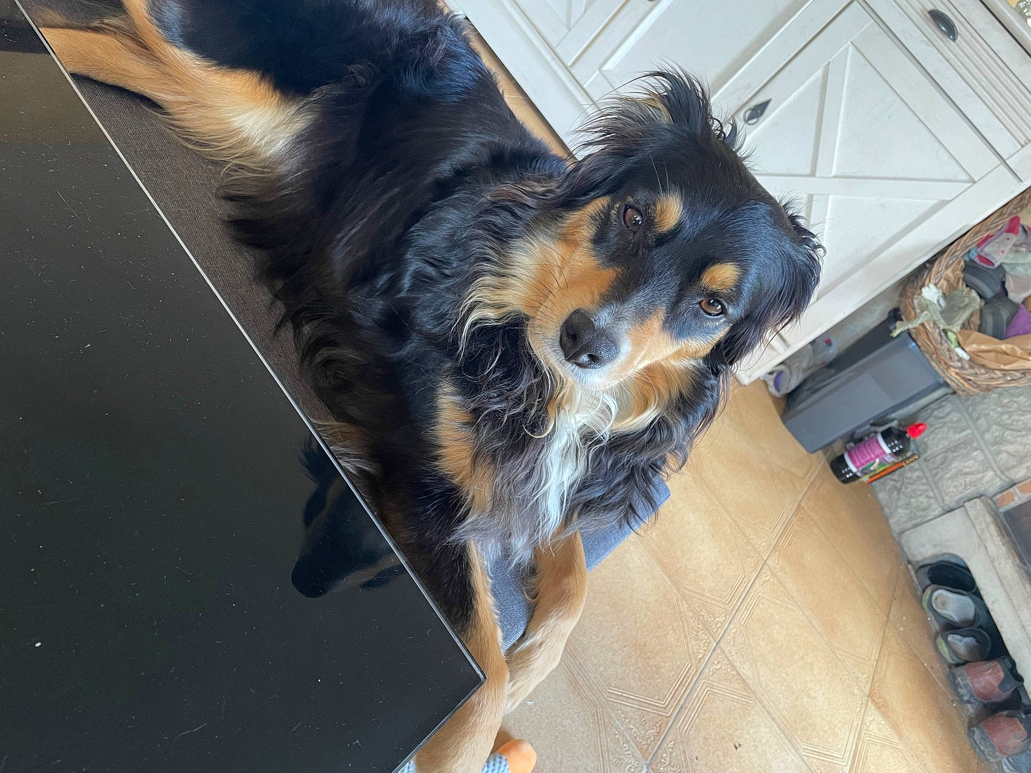 Orly participe au concours pour gagner de l'argent avec cette photo : canidae, carnivore, companion_dog, dog, dog_breed, dog_supply, flooring, fur, hardwood, paw, pet_supply, snout, sporting_group, tail, terrestrial_animal, toy_dog, windshield, working_dog
