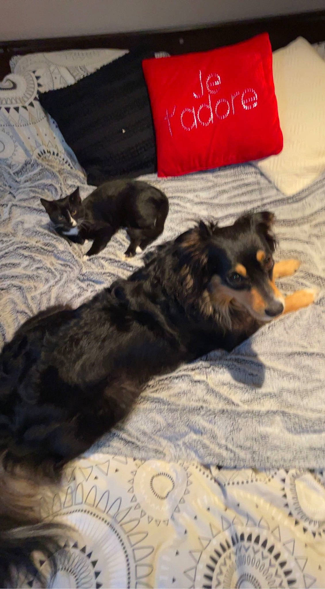 Orly participe au concours pour gagner de l'argent avec cette photo : canidae, carnivore, cat, comfort, companion_dog, dog, dog_breed, dog_supply, felidae, flooring, fur, linens, liver, nap, paw, pet_supply, small_to_medium_sized_cats, sporting_group, tail, working_animal